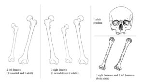 Drawing of skeletal elements showing 1 adult left femur, 1 child left femur, 1 nonadult right femur, 2 adult femur, 1 adult cranium, 1 left humerus, 1 right humerus