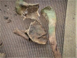 Bone fragments on a metal screen. The bone is stained a greenish color.