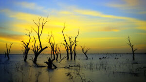 Dead trees rise out of the water with sunset behind