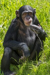 A chimpanzee is sitting in the grass with a twig in its mouth.