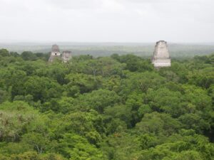 Tops of the Pyramids showing over the jungle.