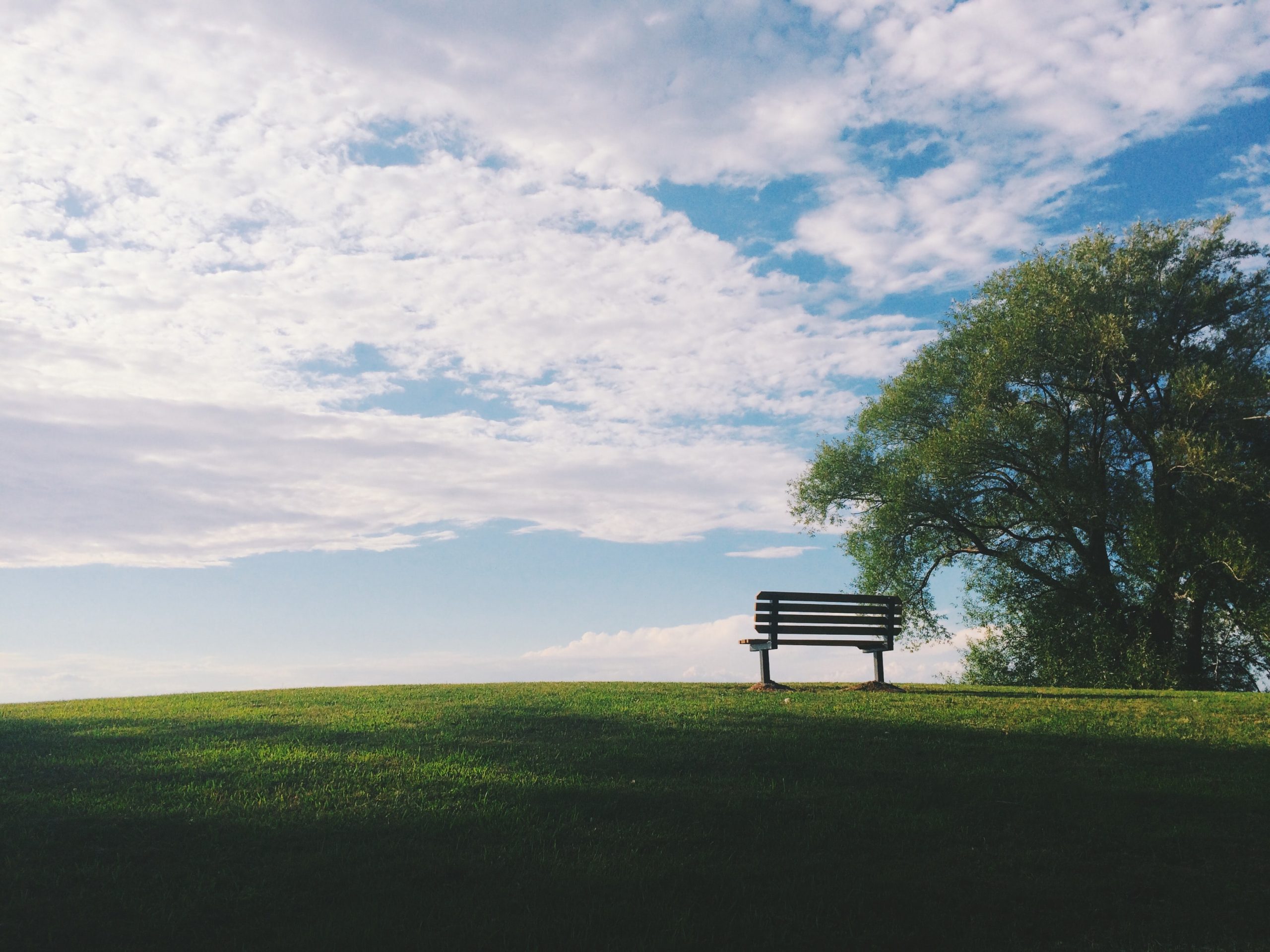 Picture of an empty park bench under a tree.